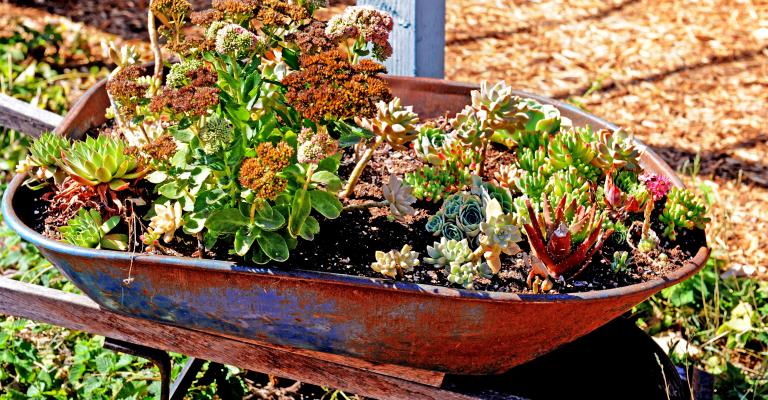 Succulent garden image